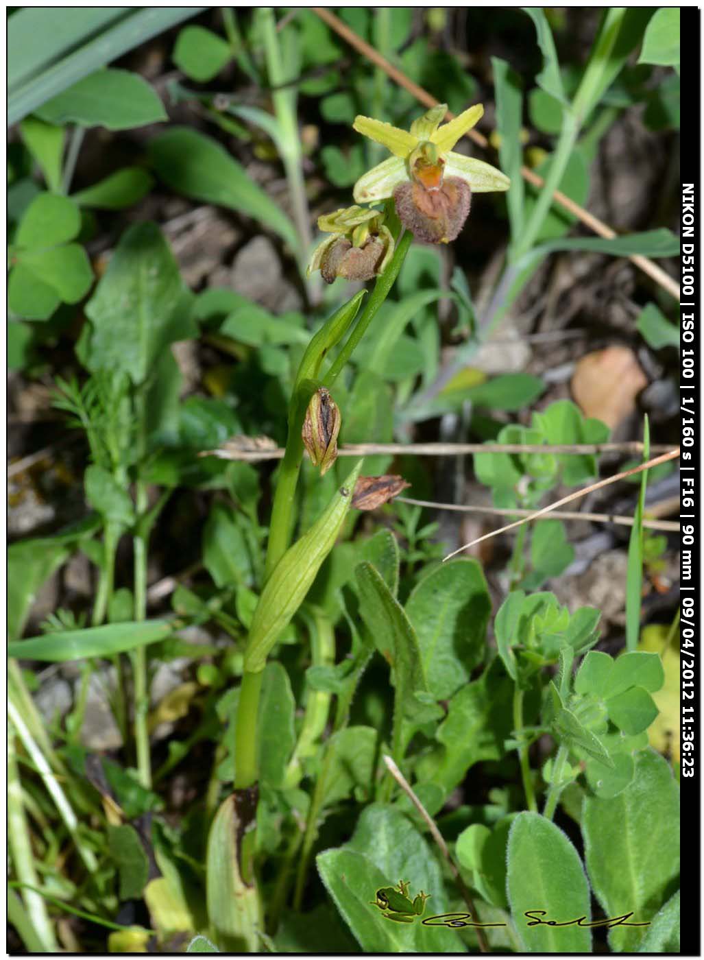 Orchidea da Usini, sfiorita?