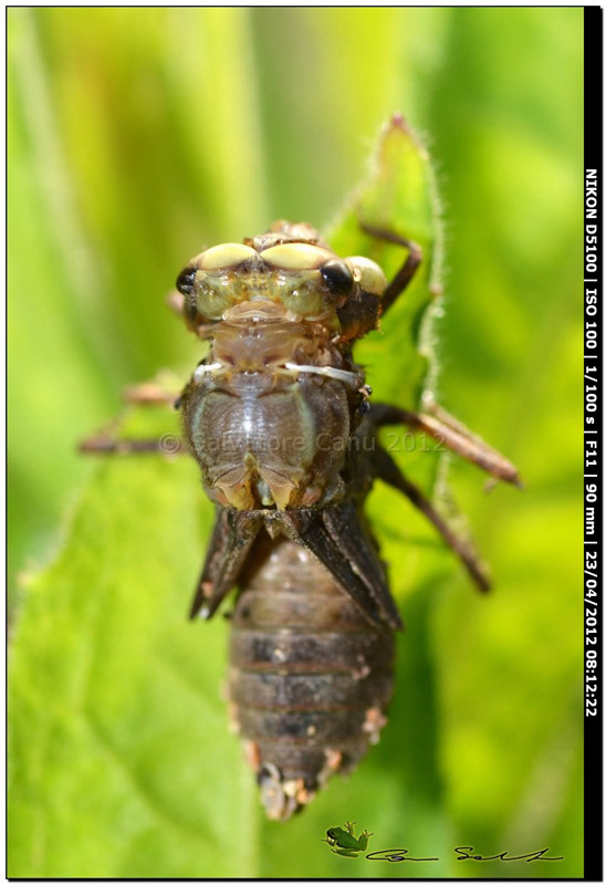 Crocothemis erythraea, metamorfosi