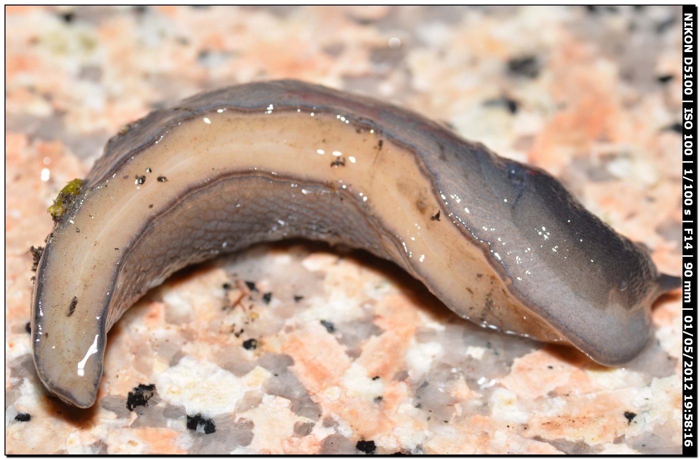 Limax gruppo corsicus da Ittiri (nero)