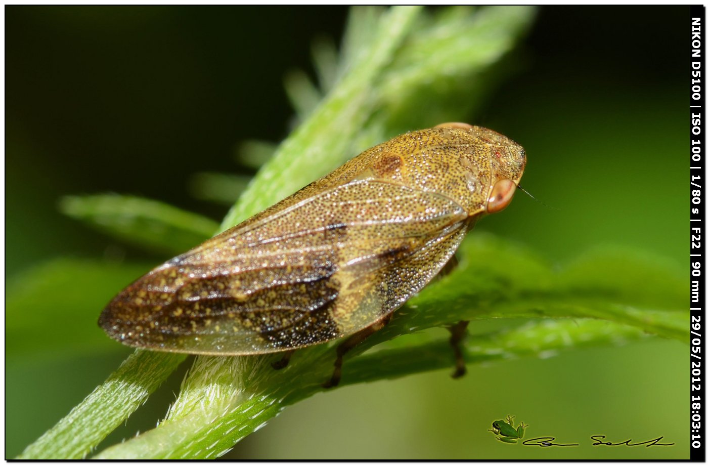 Aphrophora alni