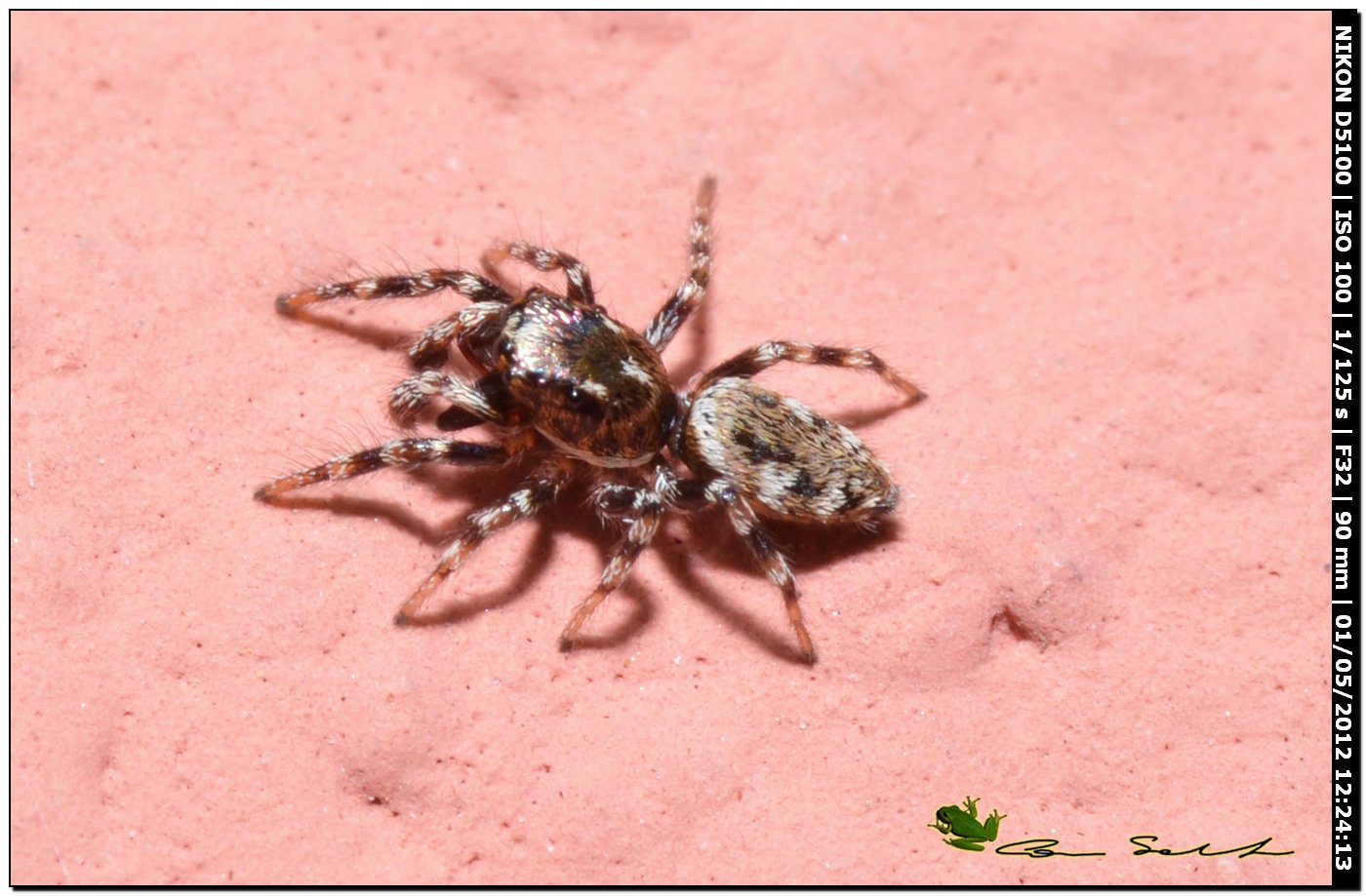Salticus sp.