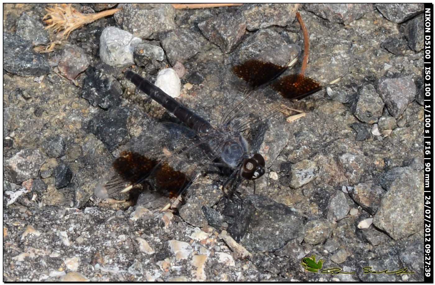 Brachythemis impartita ♂ - ex B. leucosticta