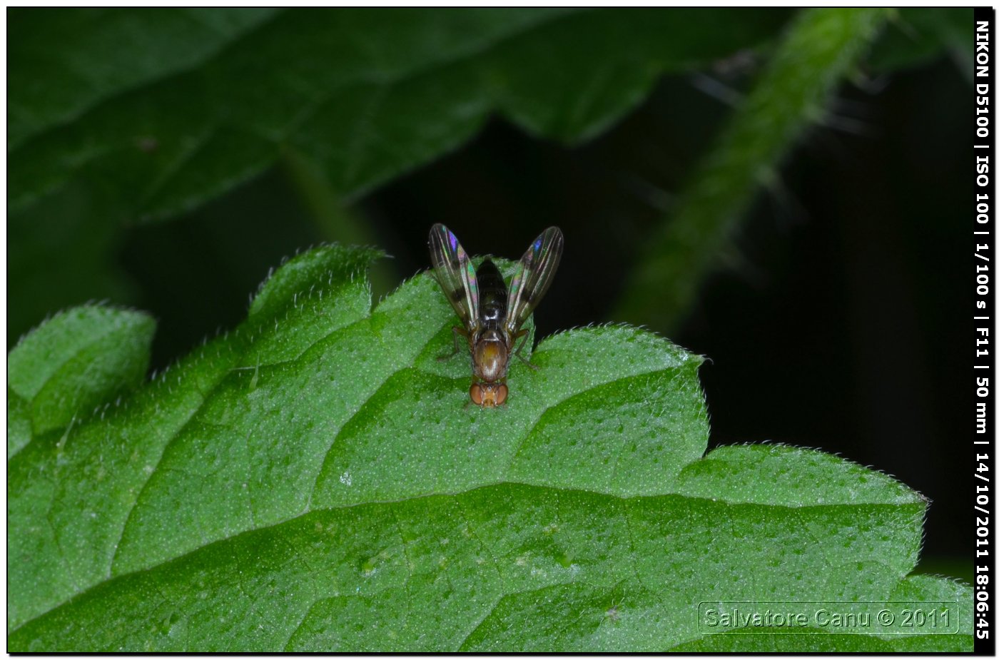 Opomyzidae, Geomyza sp.?
