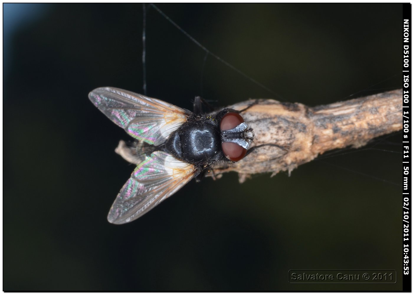 Tachinidae: Leucostoma sp. femmina.