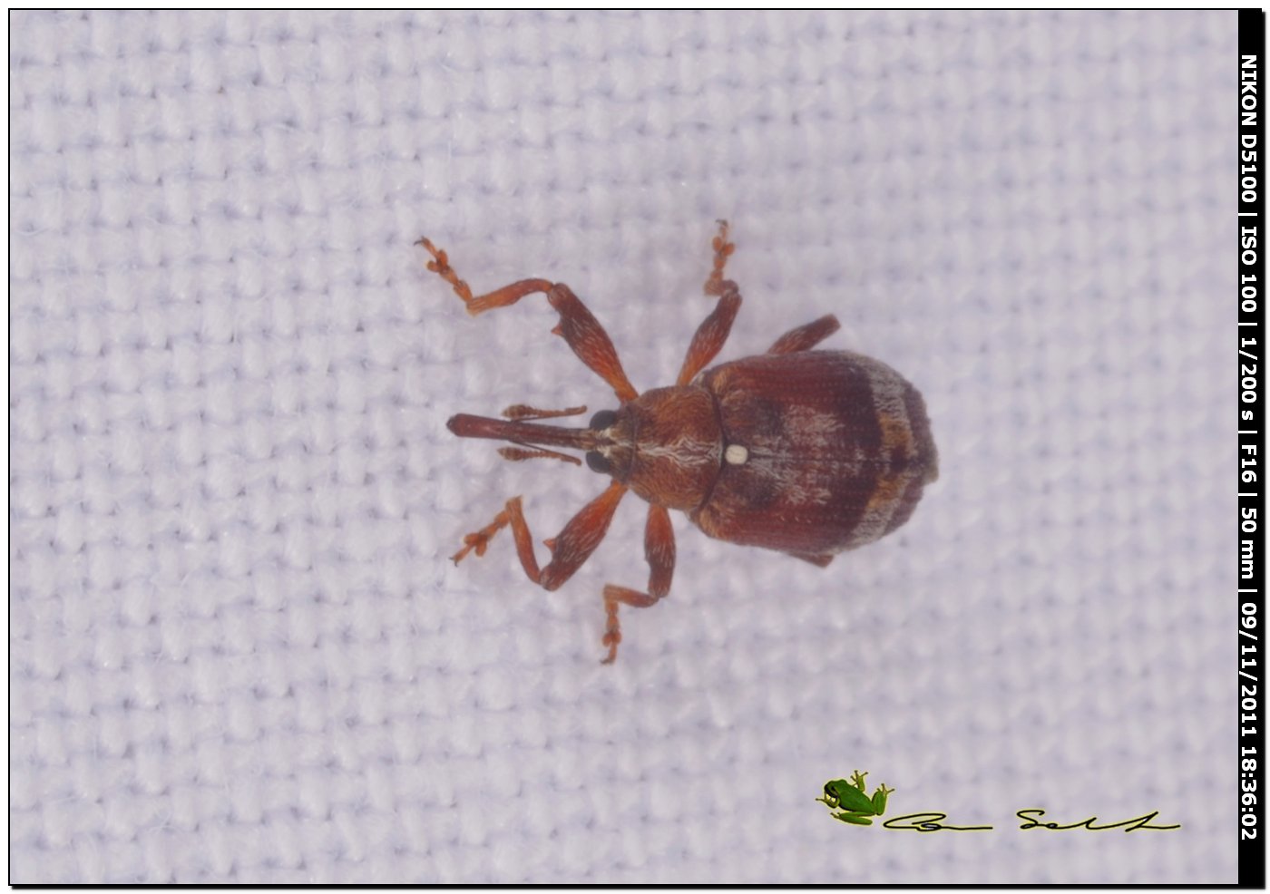 Curculionidae: Anthonomus rufus