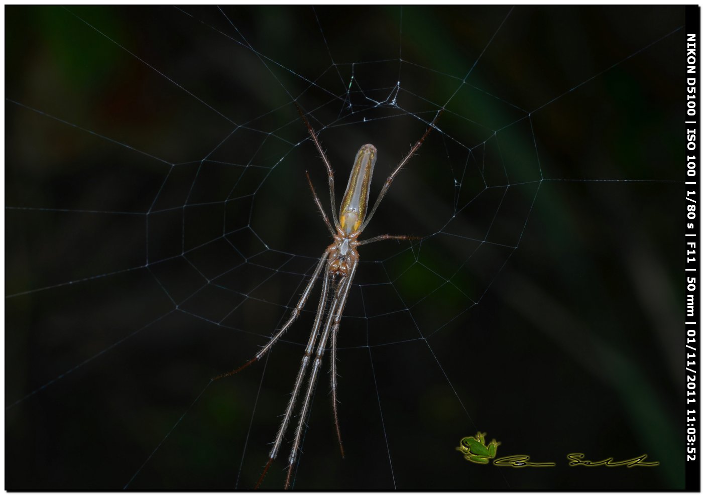 Tetragnatha sp.