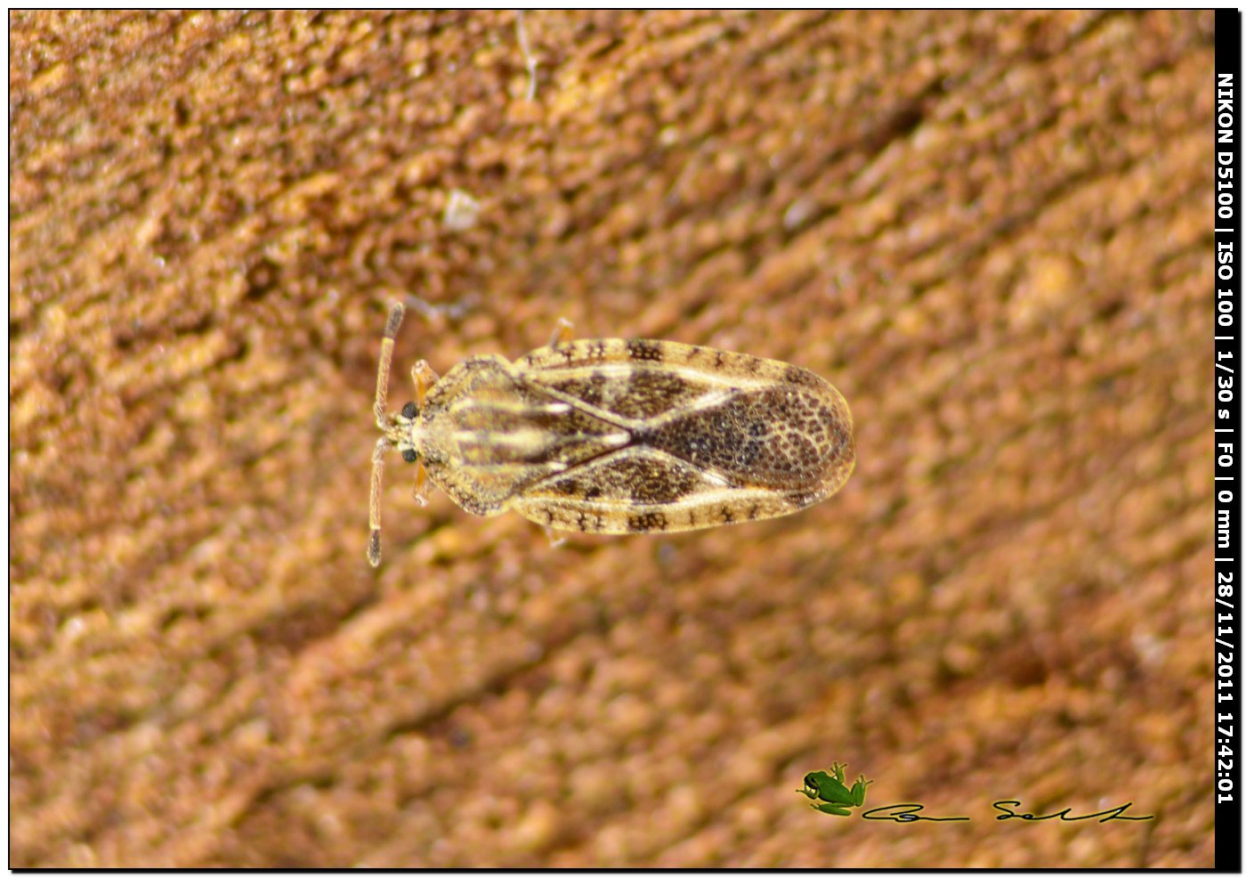 Tingis (Tingis) cardui