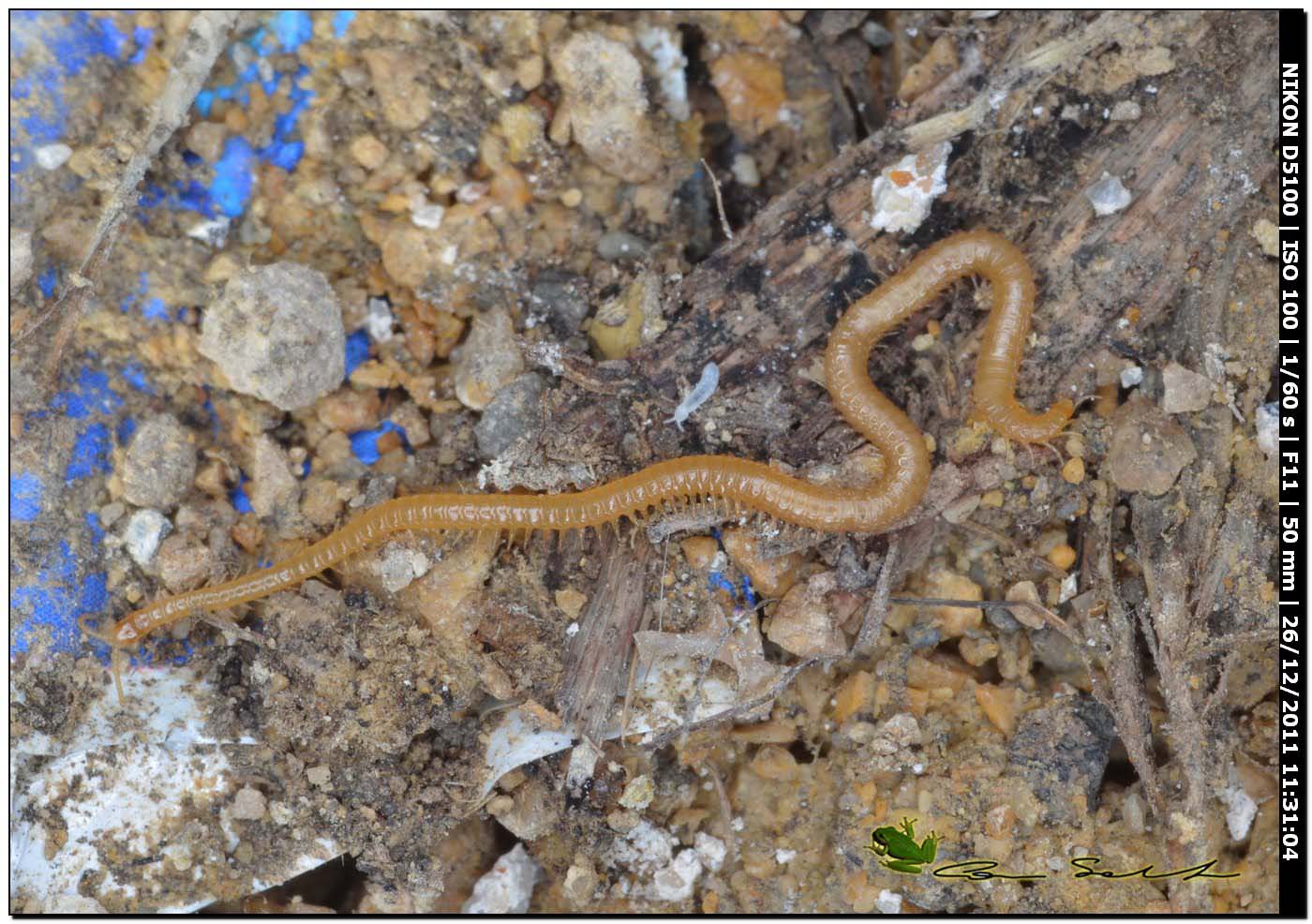 Geophilidae?