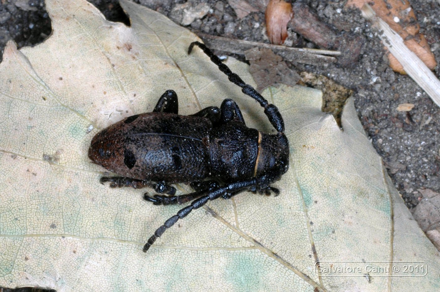 Herophila tristis