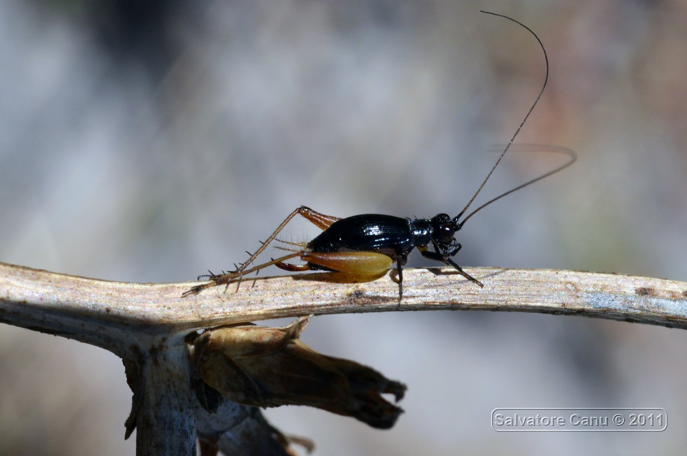 piccola cavalletta nera? Trigonidium cicindeloides