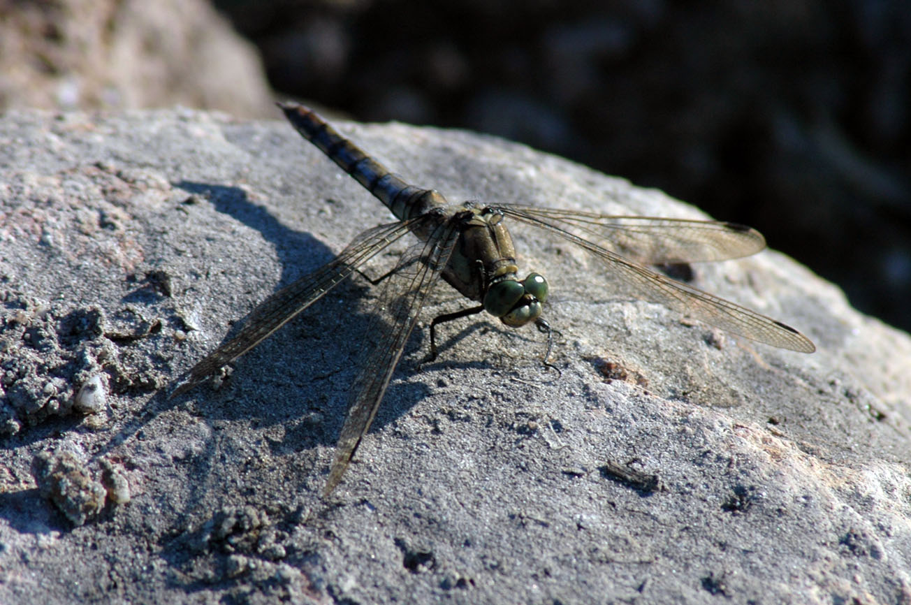 ID libellula