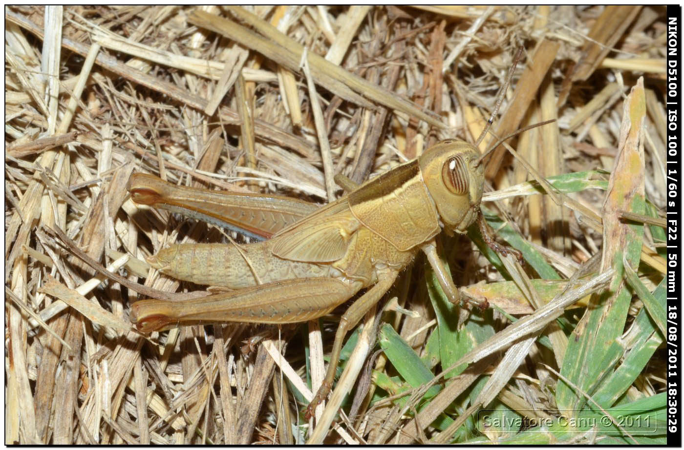 Eyprepocnemis plorans