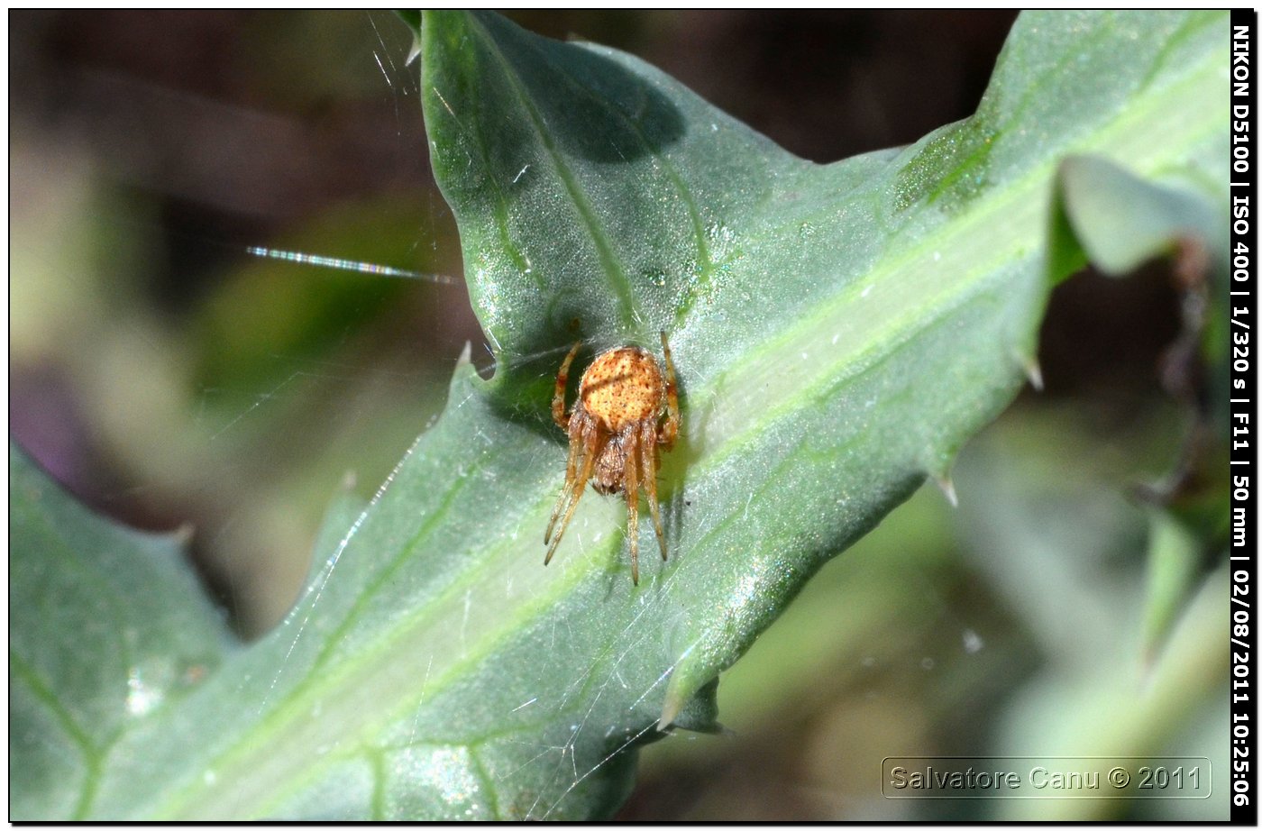 mini ragno (giovane Agalenatea redii?)