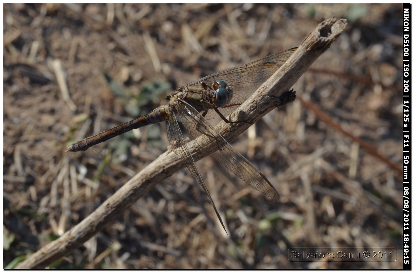 Orthetrum, maschio immaturo ??