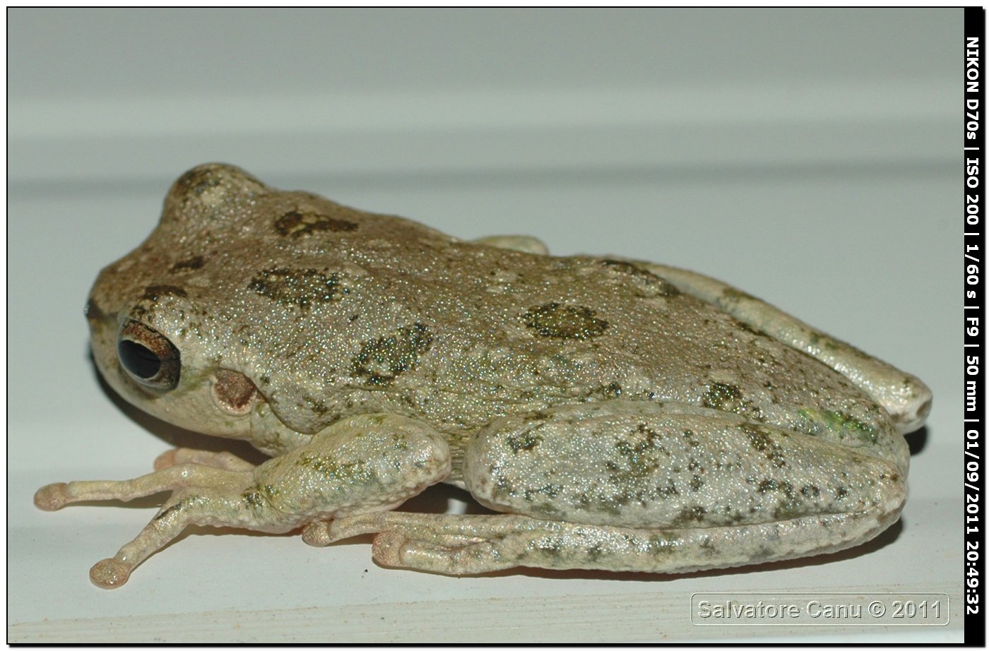 Da determinare - Hyla sarda