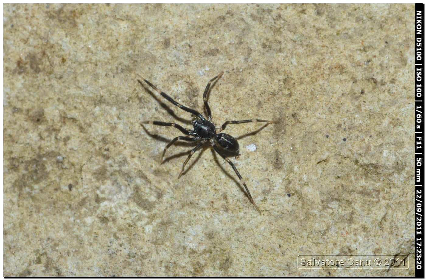 Liophrurillus flavitarsis