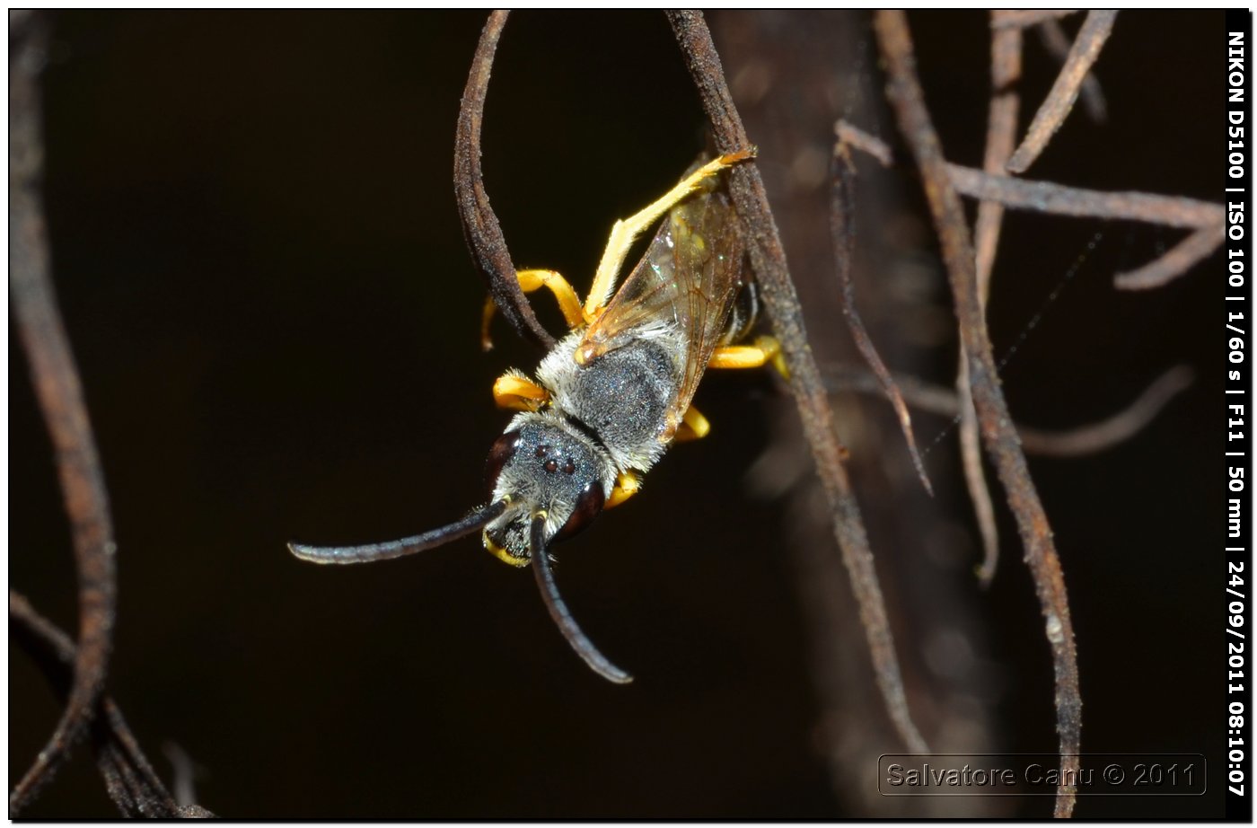 Halictus scabiosae (maschio)