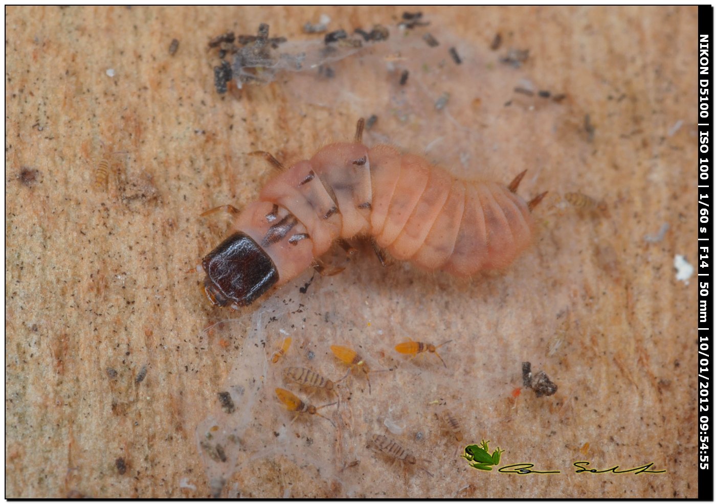 Larva di Malachiidae