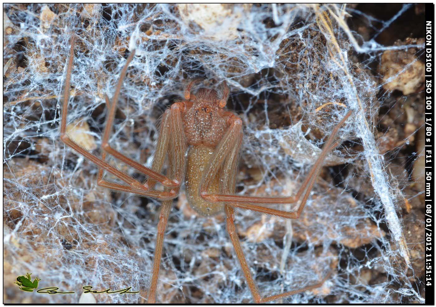 Loxosceles rufescens