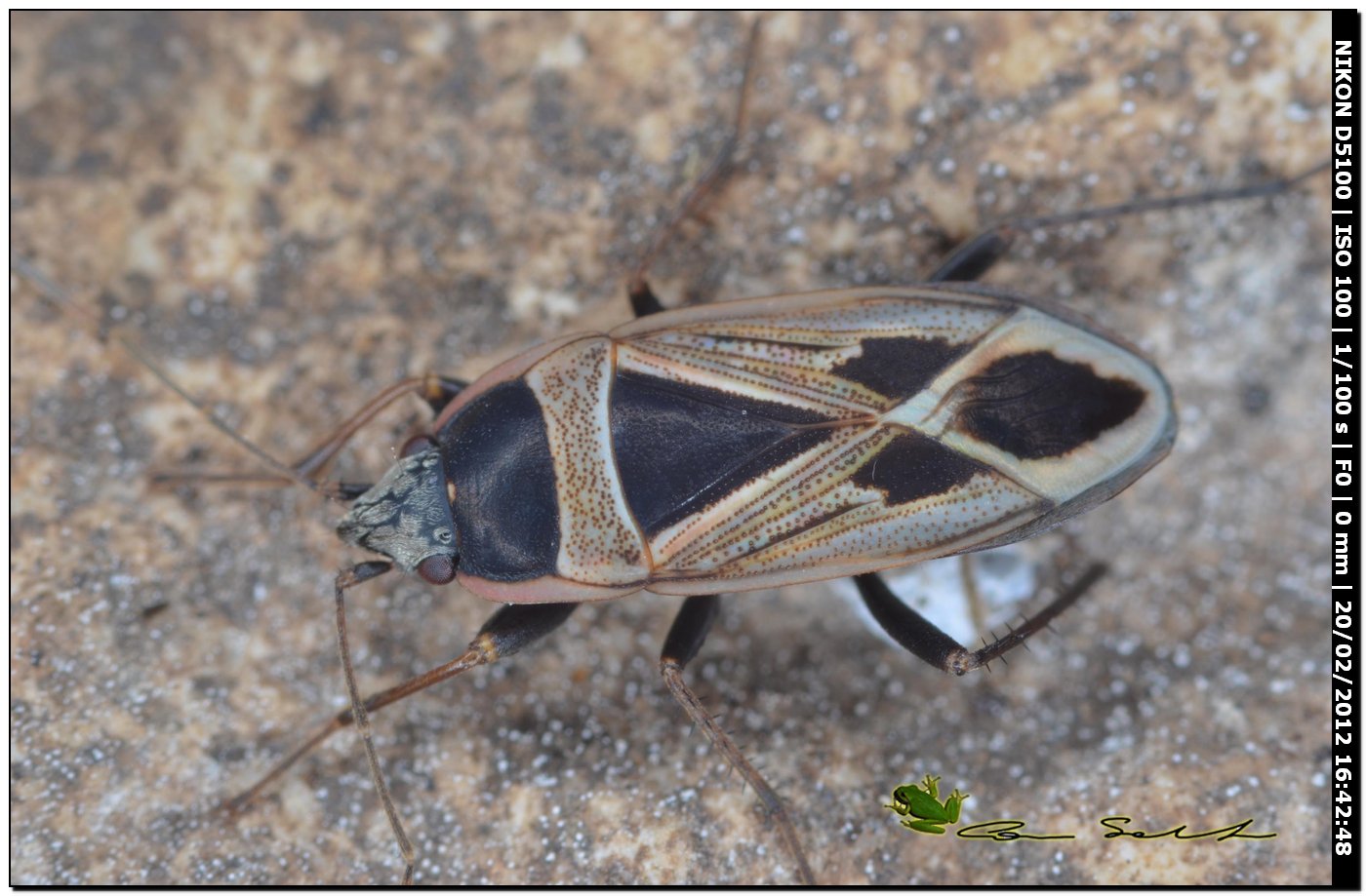 Lygaeidae: Ischnocoris punctulatus da Usini (SS)