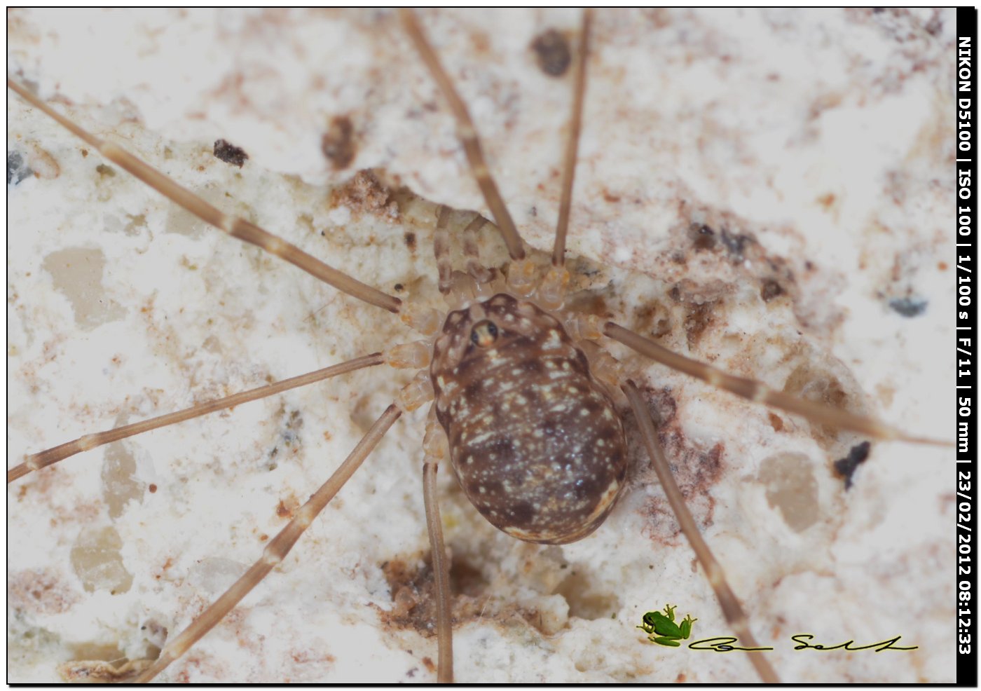 Nelima sp. da Usini 1