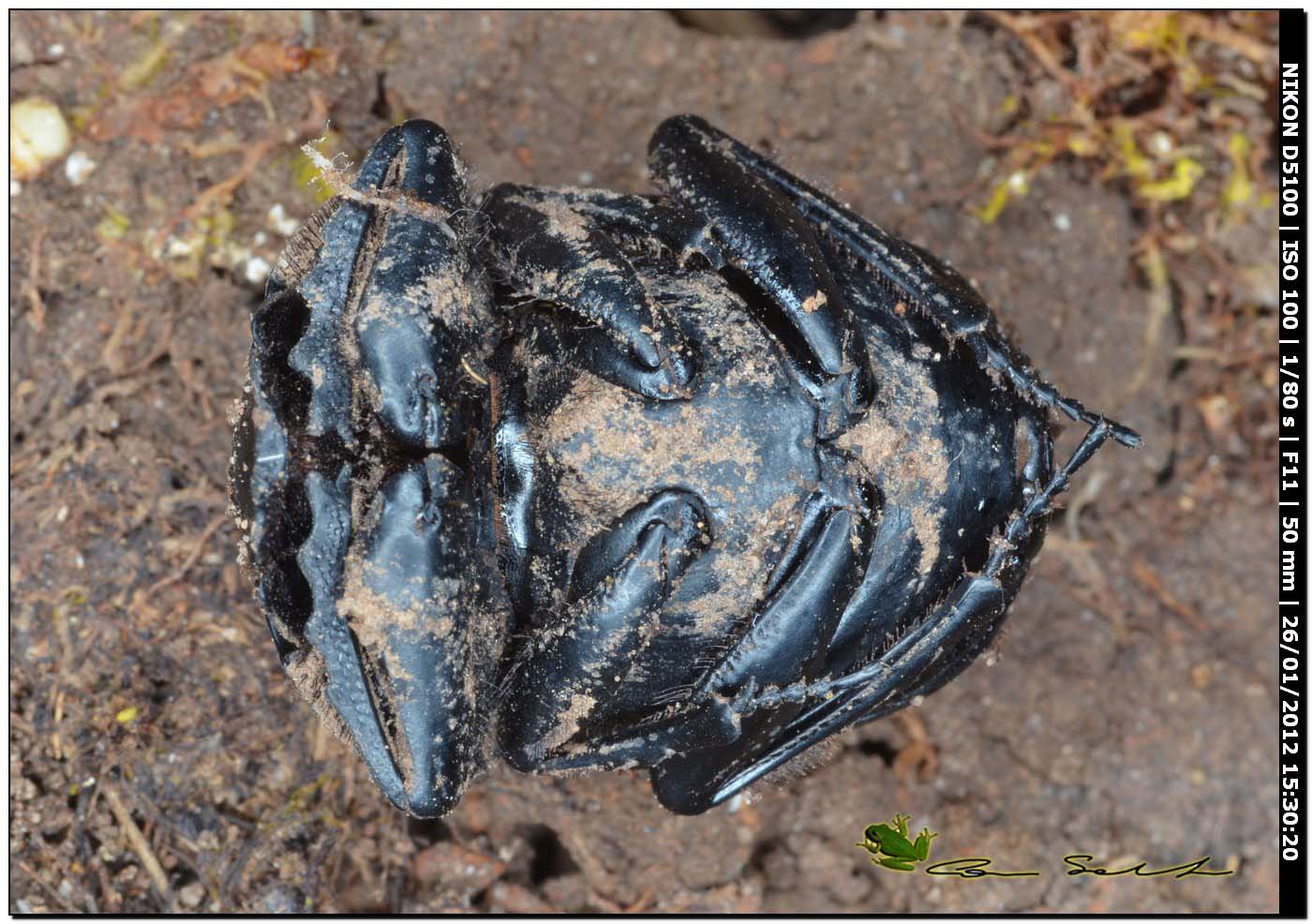 Scarabaeidae, Scarabaeus laticollis?