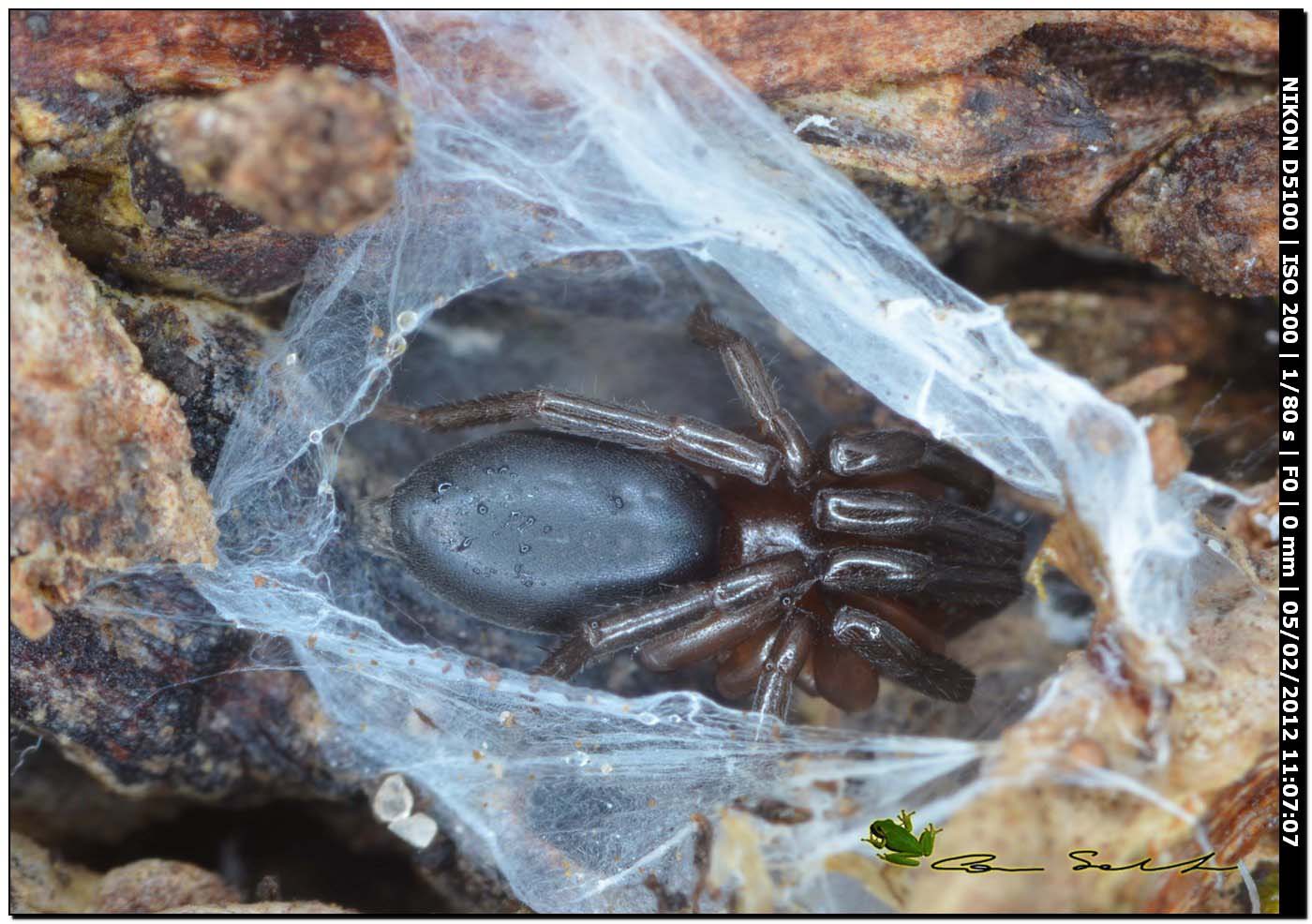 Trachyzelotes sp.