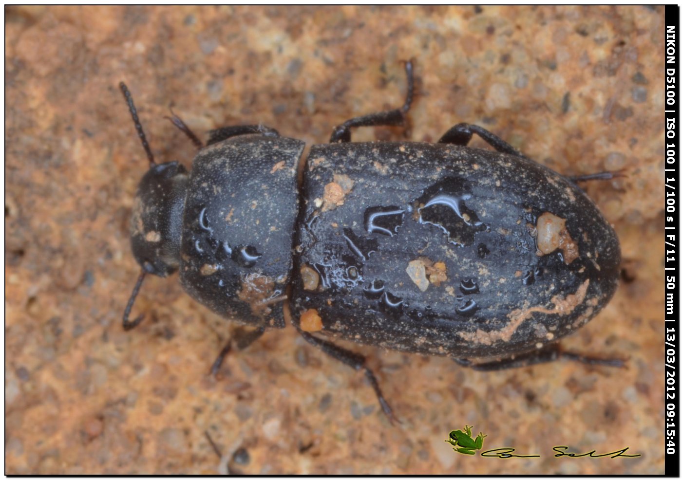 Tenebrionidae? da Porto Ferro