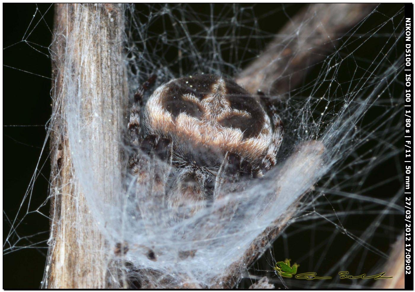 Agalenatea redii