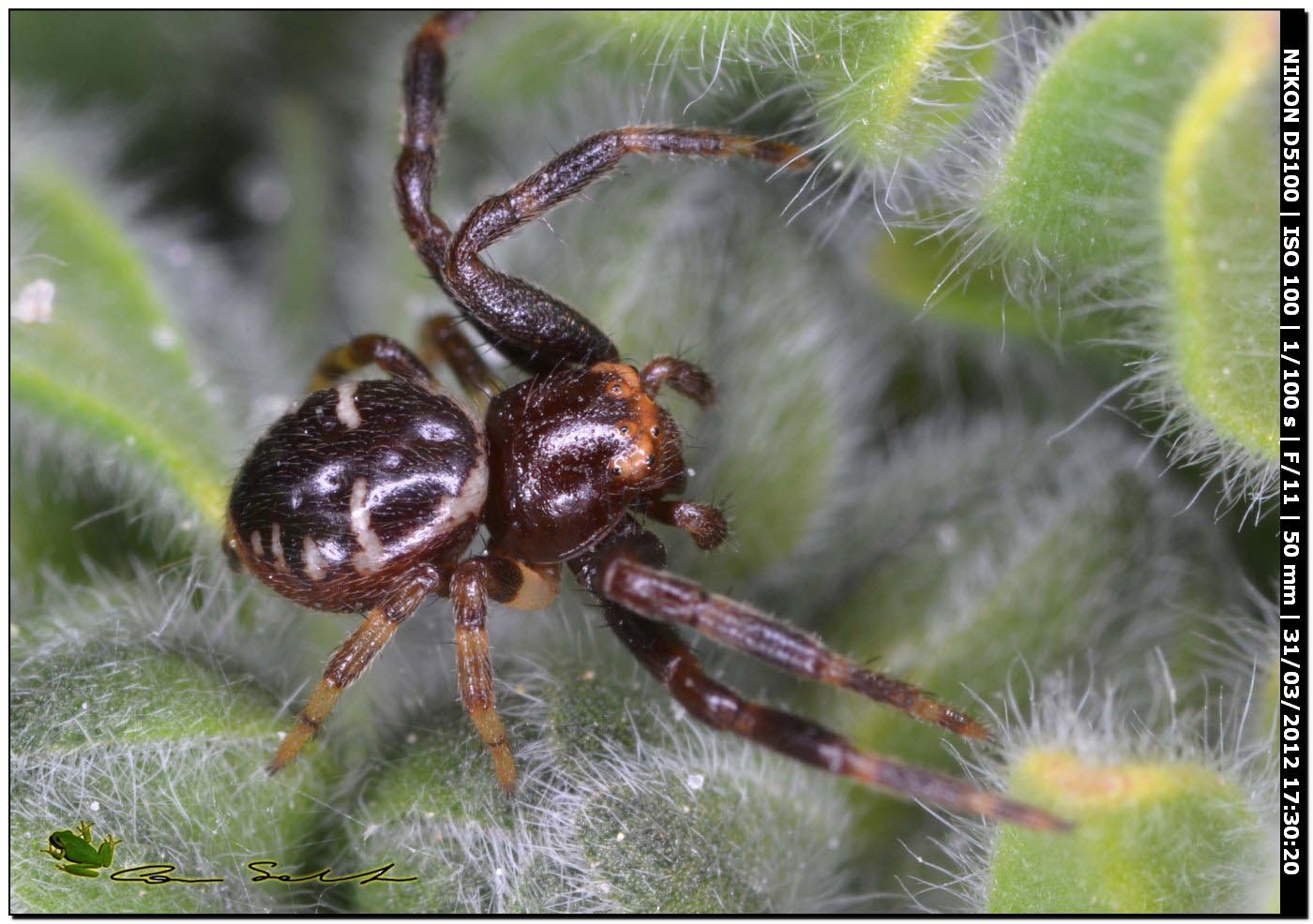 Synema globosum ♂