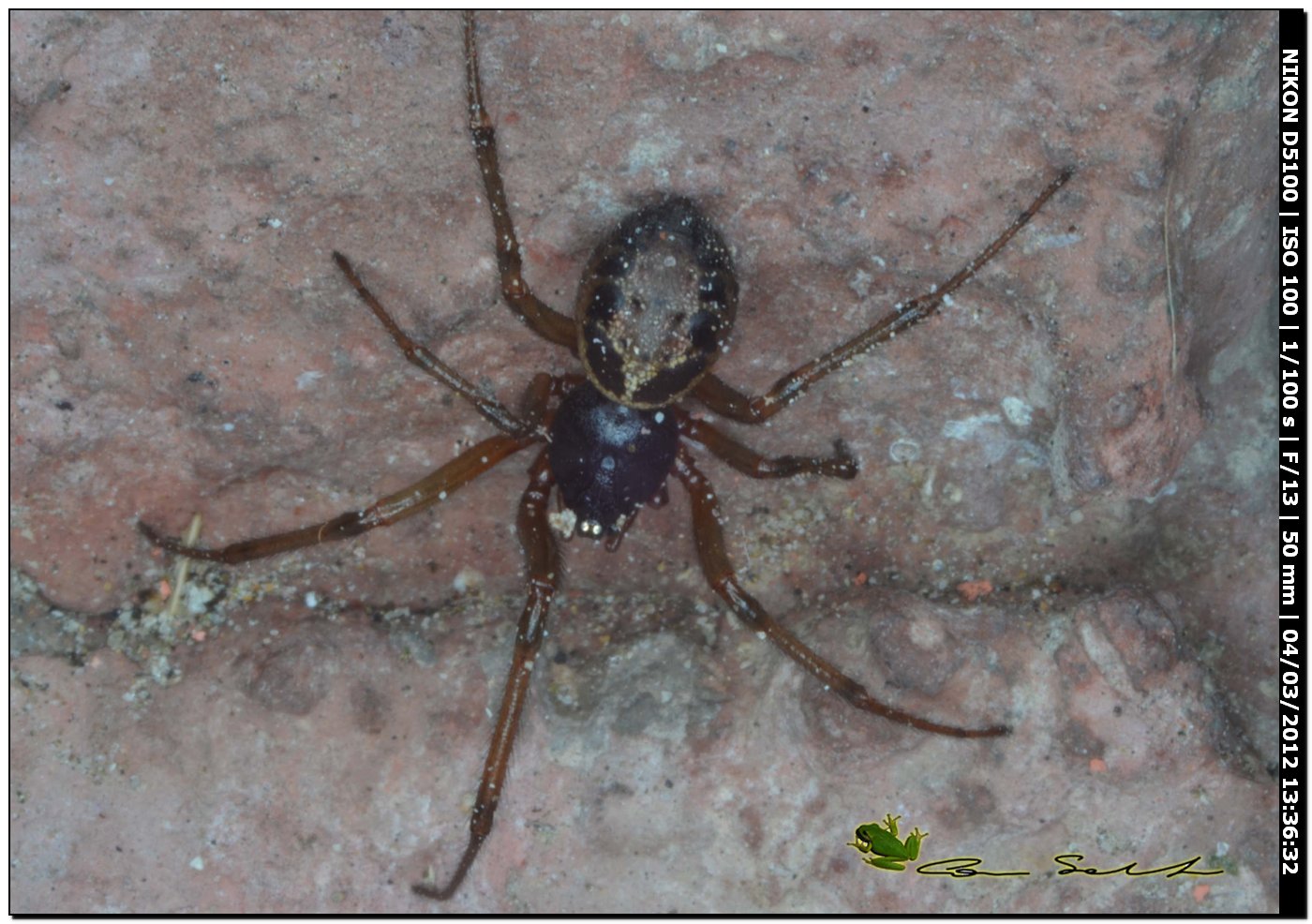 Steatoda nobilis da Usini