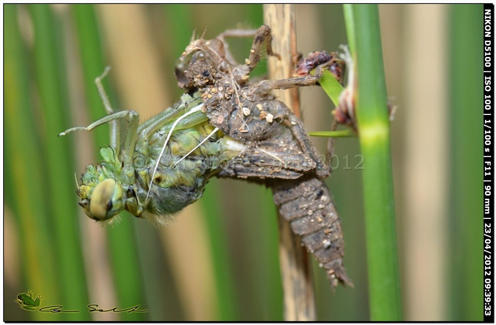 Orthetrum cancellatum, metamorfosi