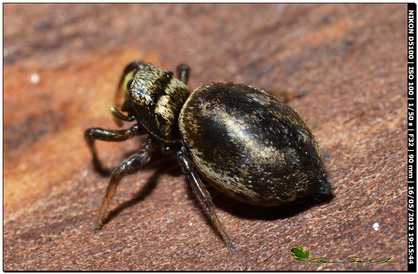 Heliophanus sp.