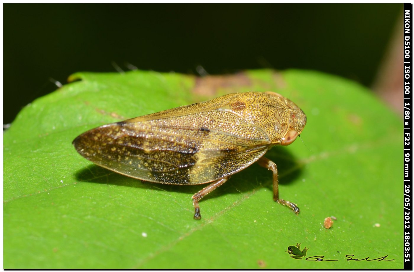 Aphrophora alni