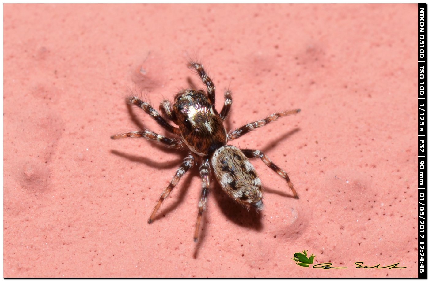 Salticus sp.