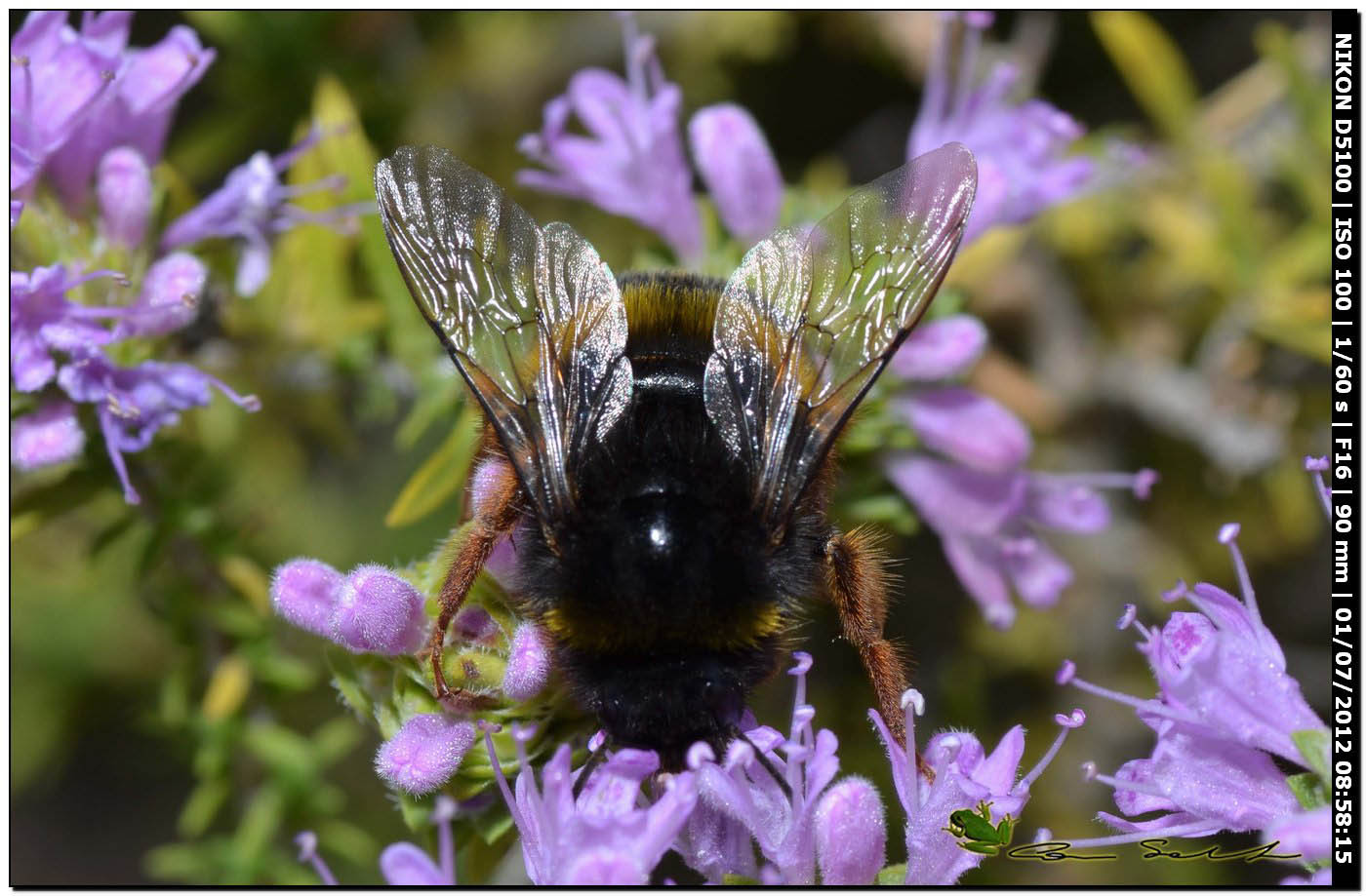 Bombus terrestris sassaricus?