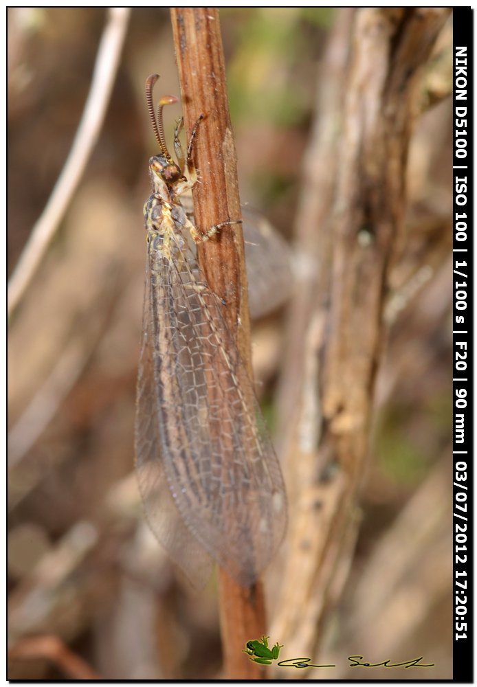 Myrmeleontidae, Macronemurus appendiculatus?