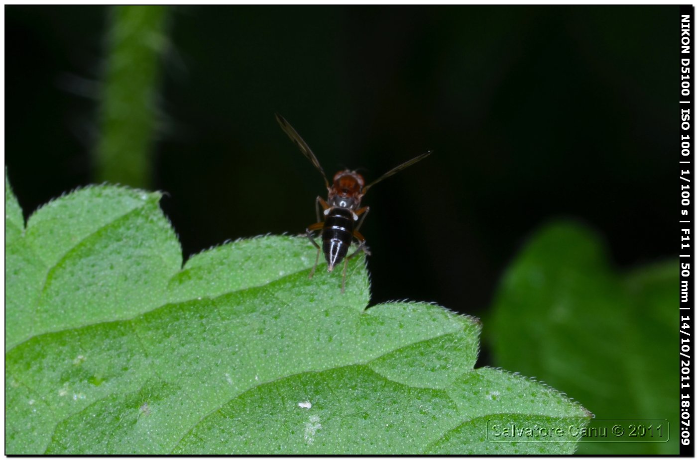 Opomyzidae, Geomyza sp.?