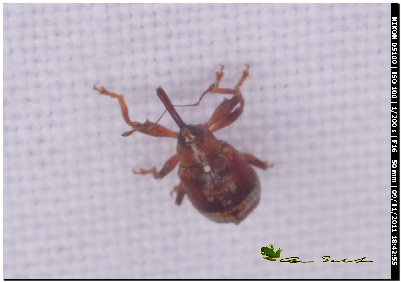 Curculionidae: Anthonomus rufus