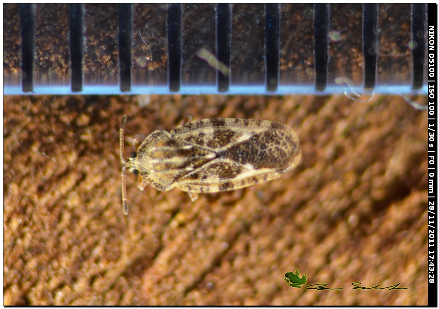 Tingis (Tingis) cardui