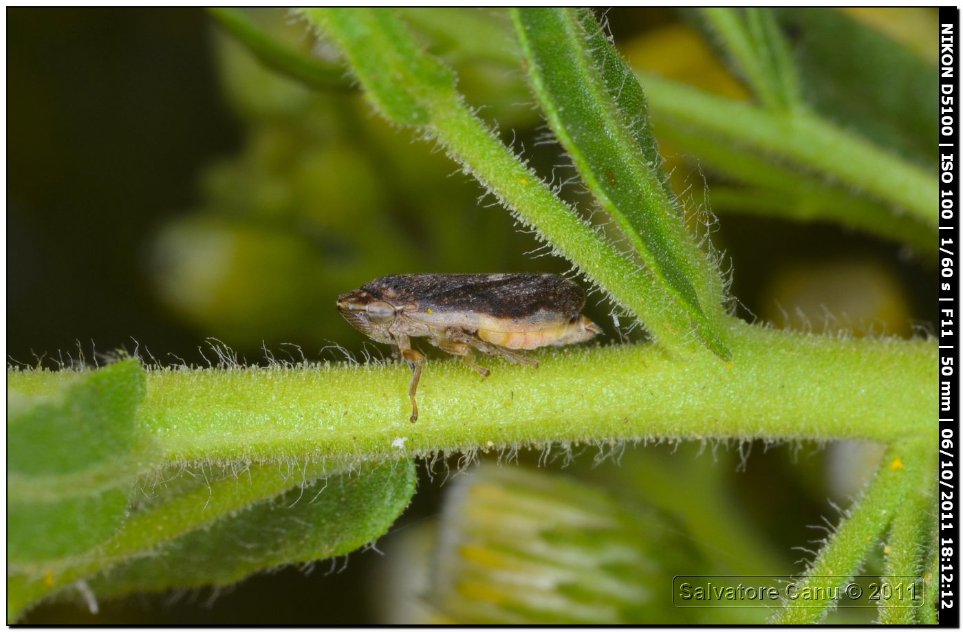Neophilaenus sp.? No, Philaenus spumarius  f. lateralis