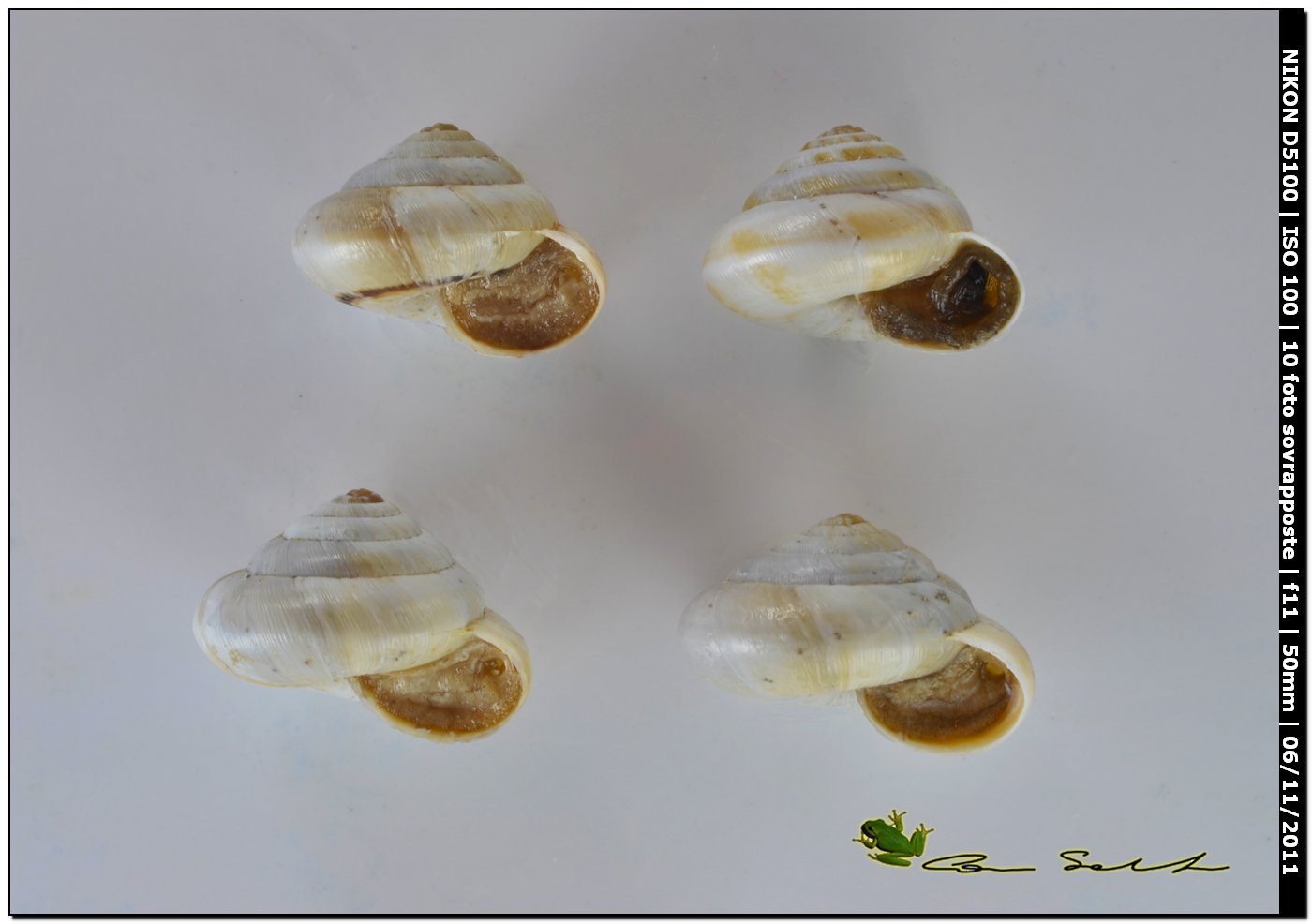 Trochoidea (Trochoidea) pyramidata
