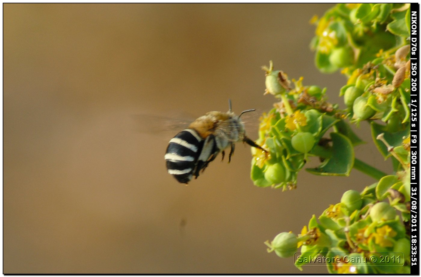 Amegilla albigena?