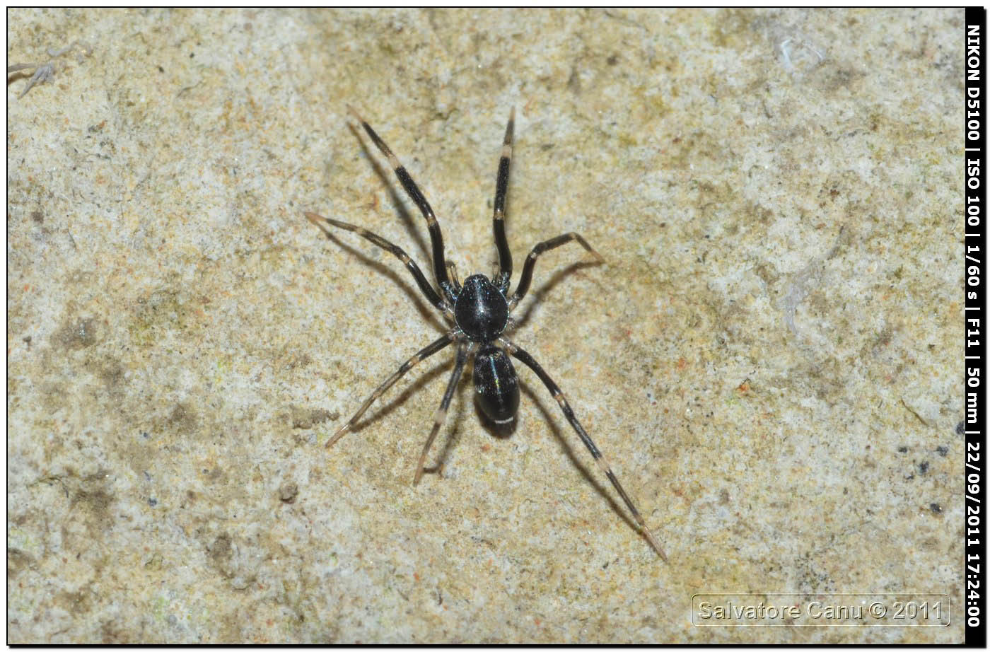 Liophrurillus flavitarsis