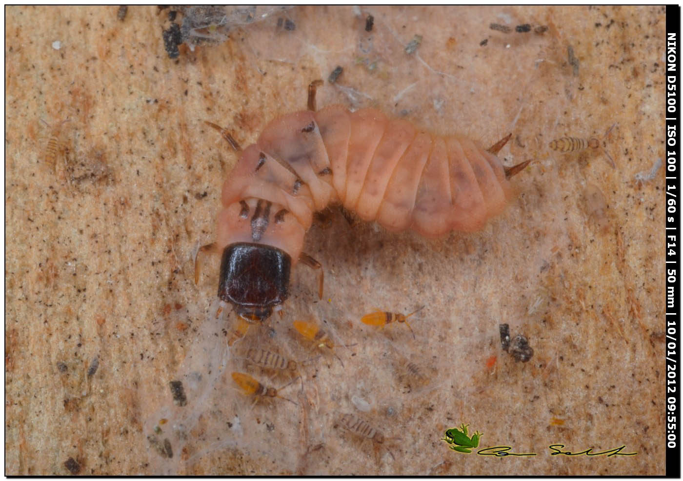 Larva di Malachiidae