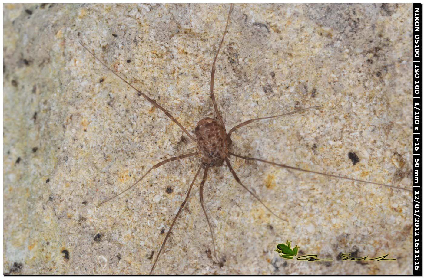 opilione sardo: Nelima sp.