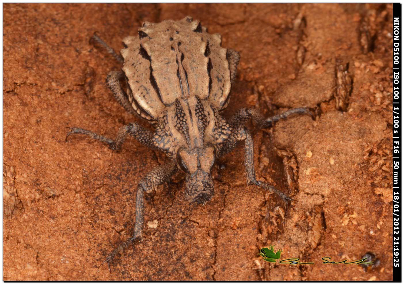 Brachyceridae: Brachycerus albidentatus?  S !