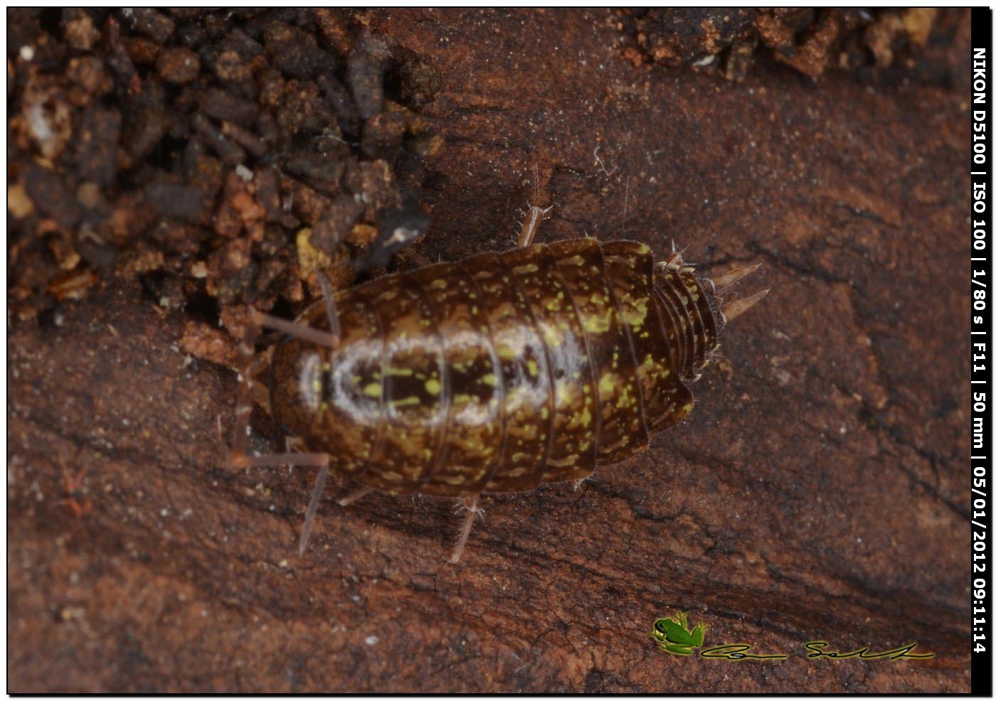 Philoscia affinis