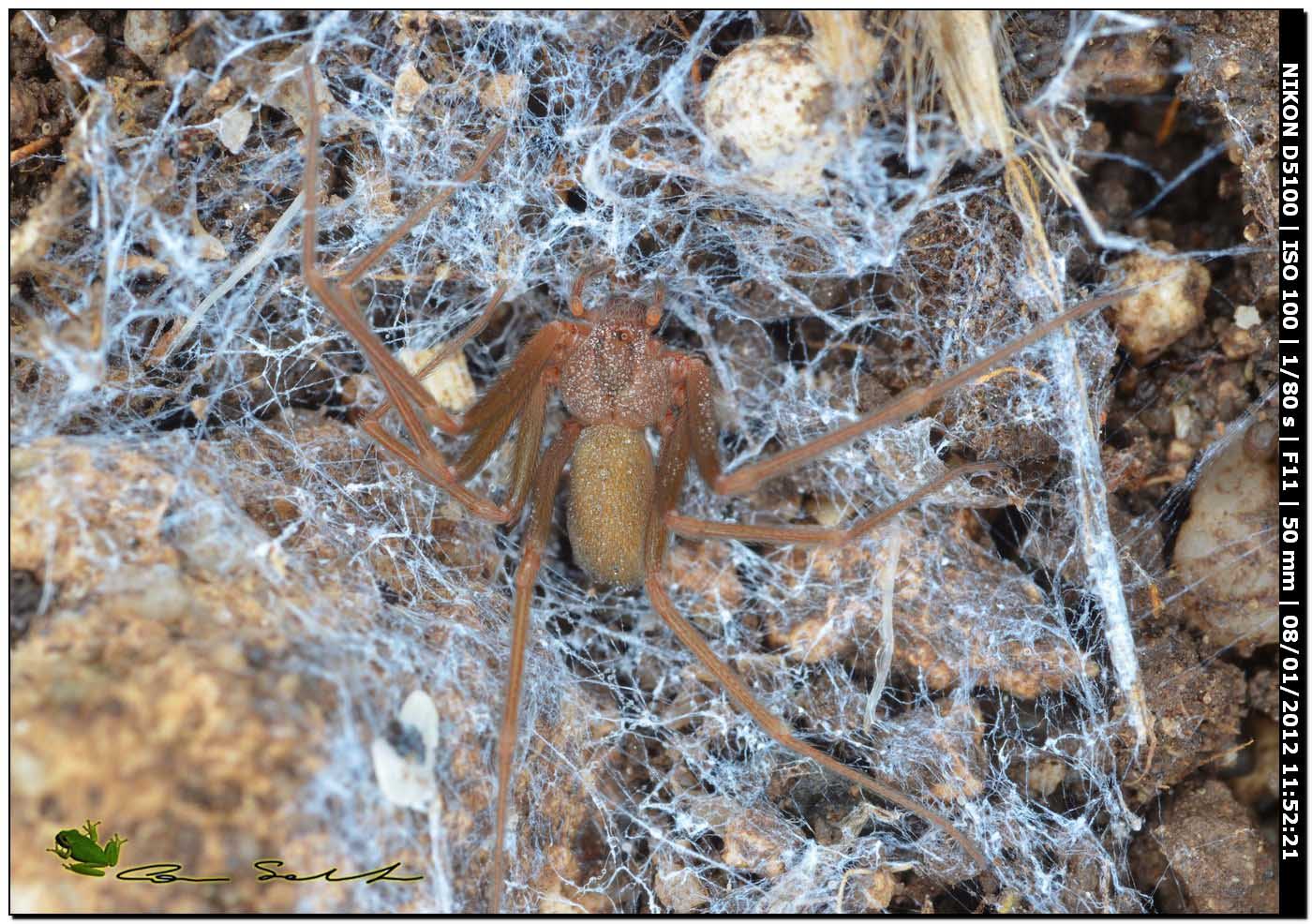 Loxosceles rufescens