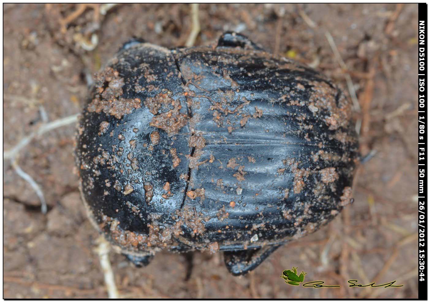 Scarabaeidae, Scarabaeus laticollis?